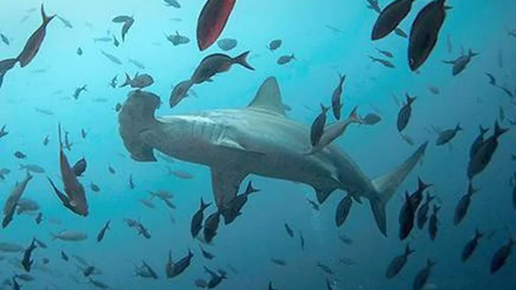Scientists turn to sharks for better hurricane predictions: Environmental impact explained
