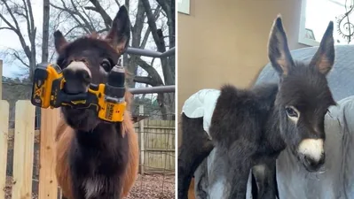 HeeHaw’s owner wrote about his death on the GoFundMe too, saying, “My bottle baby donkey