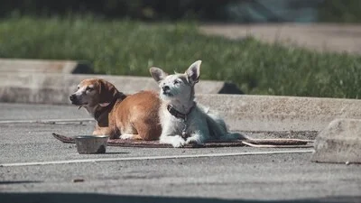 Several dogs attack and kill Illinois man as witness recalls scene, 'Heard the man screaming…' —