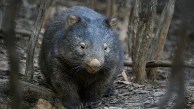 Studying wombats killed in vehicle collisions in Tasmania, they: The wider industry impact