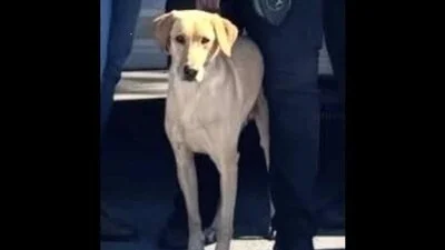Miami Gardens Police are actively searching for a K-9 named Gael, who went missing after being