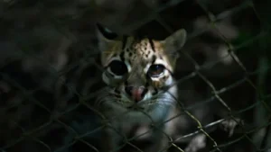 Tigrino belongs to Leopardus tilcayo, the first living wild cat: The wider industry impact