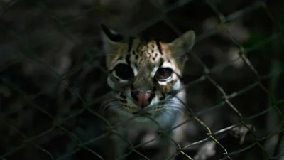 Tigrino belongs to Leopardus tilcayo, the first living wild cat: The wider industry impact