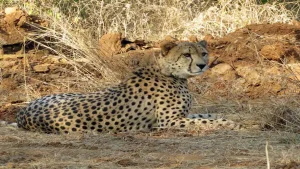 Four years after India brought back the cheetah, the country now has 52 of the animals