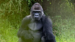 Disney’s Animal Kingdom has welcomed a new resident to the Gorilla: The wider industry impact
