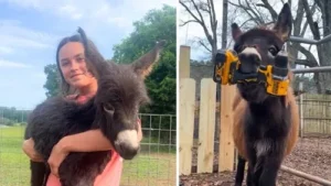Who is Hannah Israel? Heartbroken owner speaks out after beloved donkey HeeHaw is killed by cop