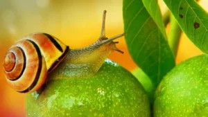 Researchers discovered that this freshwater snail, native to South: The wider industry impact