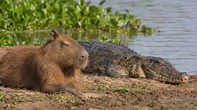 Research on capybara ecology provides useful context: The wider industry impact