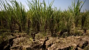 As the world braces for a record-breaking El Niño, top chefs have: The wider industry impact