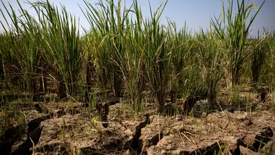 As the world braces for a record-breaking El Niño, top chefs have: The wider industry impact