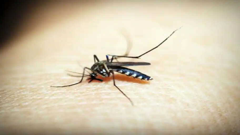 7-year-old girl dead, 47 children hospitalised after anti-malaria: The wider industry impact