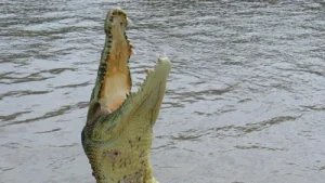 Steven Hamilton, loved fishing so much that he visited a pond in Florida almost every night