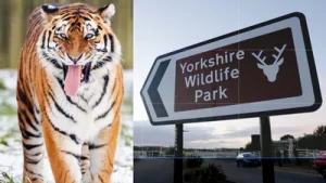 Yorkshire Wildlife Park in England has issued a statement after a man died when a tiger
