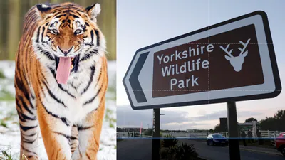 Yorkshire Wildlife Park in England has issued a statement after a man died when a tiger