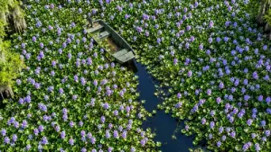 Florida embraced water hyacinth for its purple flowers in the 1880s: The wider industry impact