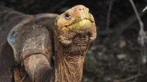 By 2020, more than 2,300 Española giant tortoises lived there: The wider industry impact