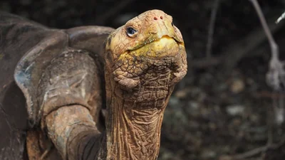 By 2020, more than 2,300 Española giant tortoises lived there: The wider industry impact