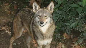 In 2018, DNA from wild canines on a Texas island revealed genes: The wider industry impact