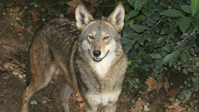 In 2018, DNA from wild canines on a Texas island revealed genes: The wider industry impact