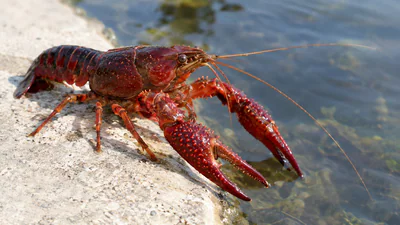 This North American species was introduced to Spain from Louisiana: The wider industry impact