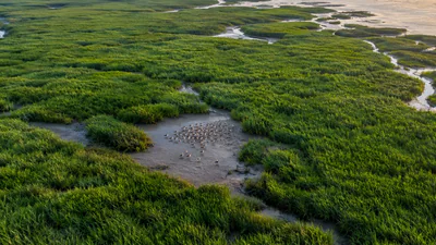In 1979, China introduced smooth cordgrass to create coastal land: The wider industry impact