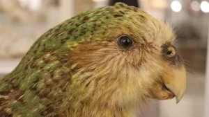 In 1995, New Zealand's flightless kākāpō population had fallen to 51: The wider industry impact