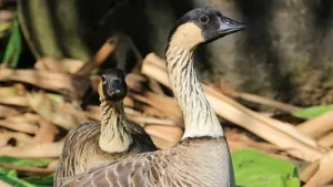 Fish and Wildlife Service, by 1950, only 30 nēnē remained in the wild: The wider industry impact