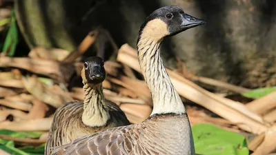 Fish and Wildlife Service, by 1950, only 30 nēnē remained in the wild: The wider industry impact