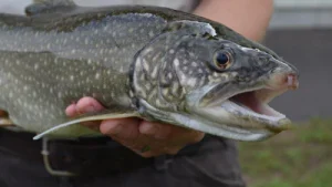 The target is an invasive fish first detected in the lake in 1994: The wider industry impact