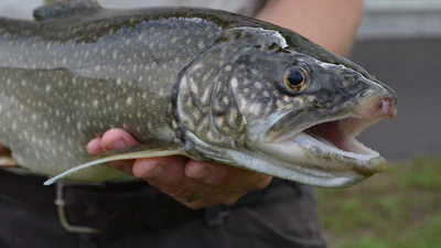 The target is an invasive fish first detected in the lake in 1994: The wider industry impact