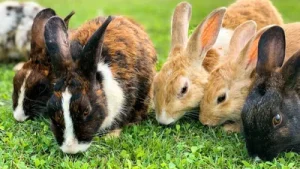 In 1859, 13 rabbits were released in Australia for hunting; just 7: The wider industry impact