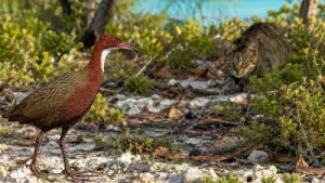 After cats wiped out flightless rails on Aldabra's Picard Island, 18: The wider industry impact