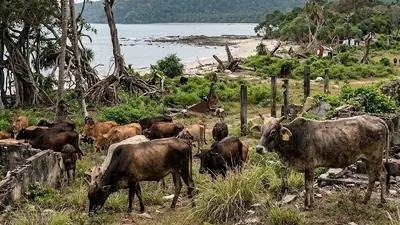 For generations, cattle on Trinket Island were part of human life: The wider industry impact