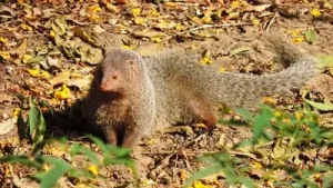 Around 30 small Indian mongooses were brought from Okinawa to Amami: The wider industry impact