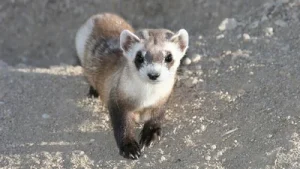 The final wild ferrets were captured by 1987: The wider industry impact