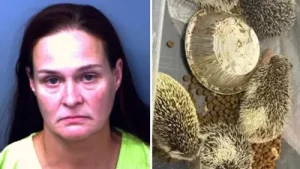 During an El Paso County traffic stop, authorities discovered 72 exotic animals, following