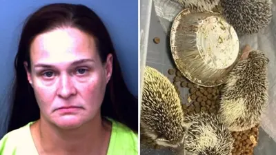 During an El Paso County traffic stop, authorities discovered 72 exotic animals, following